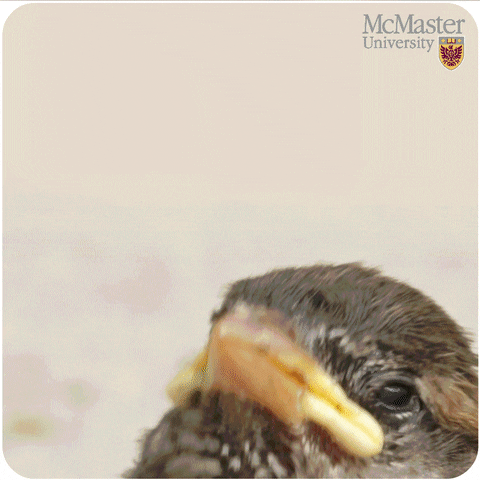 mcmasteru  GIF
