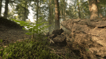wind forest GIF by Living Stills