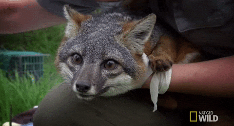 renard-gris