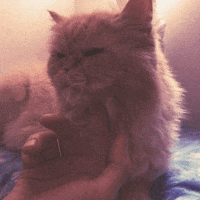 Angry Cat, cat , angry , mad , gato , rage , anger , scratch - Free  animated GIF - PicMix