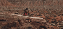 Mongoose Wtf GIF