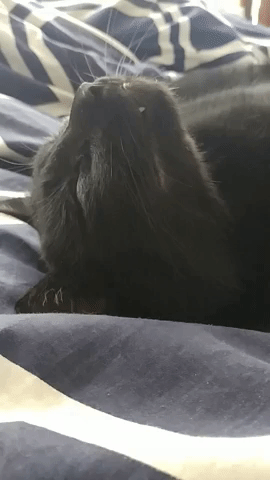 Sleepy Cat GIF