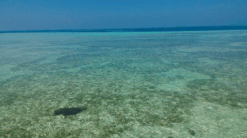 #Seascape #Maldives #Clearwatersea #Turquoise #Paradise GIF