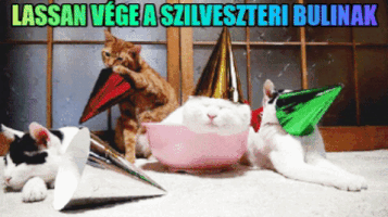 Szilveszter Cinyau GIF