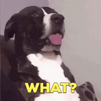 What Is It Reaction GIF by Nebraska Humane Society
