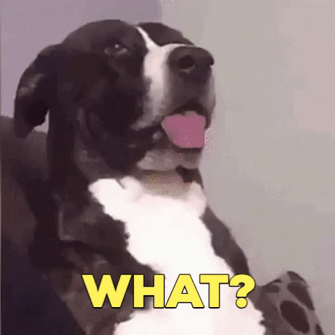 Confused What Is It GIF by Nebraska Humane Society - Find & Share on GIPHY