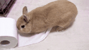 Bunny GIF