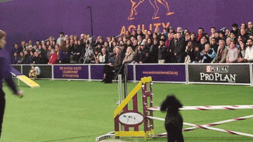agility GIF by Westminster Kennel Club