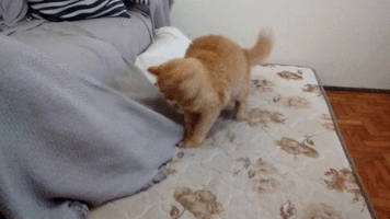 raccoon84  GIF