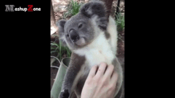 yw5uev9sdw5pb3zhqg1hawwucnu  GIF