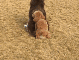 bwlub291amlhbmdaz21hawwuy29t  GIF