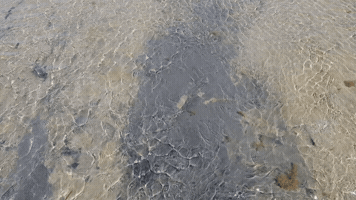 jpstroop  GIF
