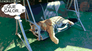 bronx  GIF