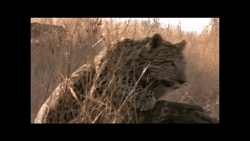 mateuszmokrynka  GIF