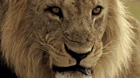 Nat Geo Wild Lion GIF by Savage Kingdom