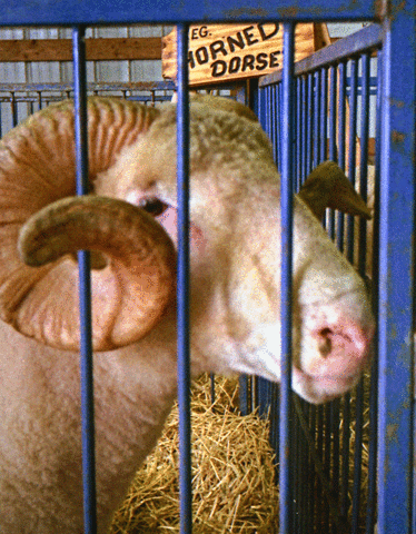 chuckthewriter animated sheep nimslo GIF
