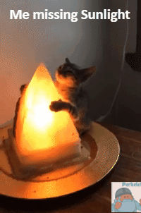 mrperkele #sunlight GIF