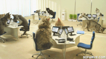 igorrekunenko cat GIF
