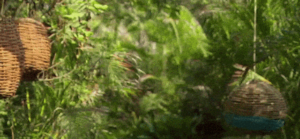 season 3 abc GIF by Bachelor in Paradise