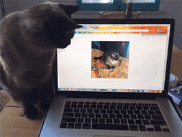 siamese cat help GIF by Sarah Zucker