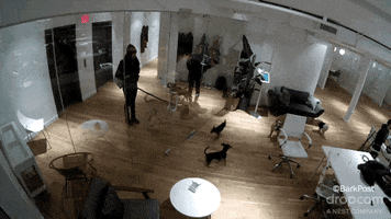 Dog Fail GIF by The BarkPost 