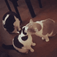 cute love GIF by Pamily