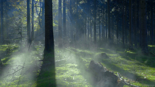Resultado de imagen de forest gif