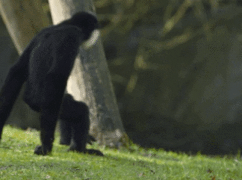 Wildlife gif. We see a monkey walk on it's knuckles and feet, and then another monkey comes into frame, and the two hug, wrapping their arms completely around each other.