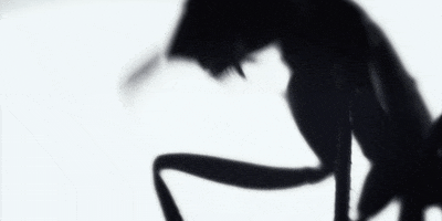 under the skin GIF by A24