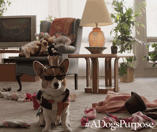 dogs sunglasses GIF by A Dog's Purpose