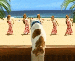 man cat dancing hawaii GIF