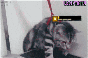 alansegovia rengar lol league of legends GIF