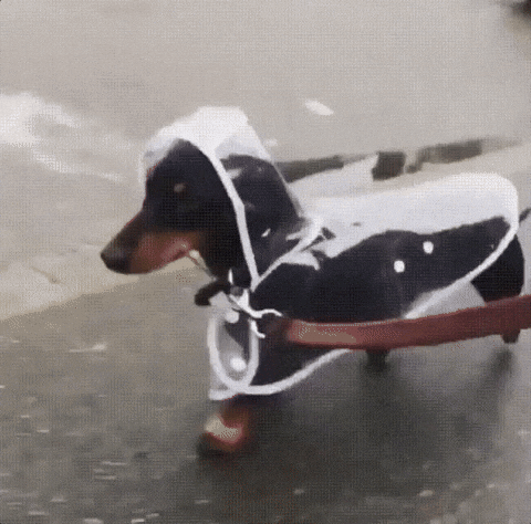 puppy raincoat GIF