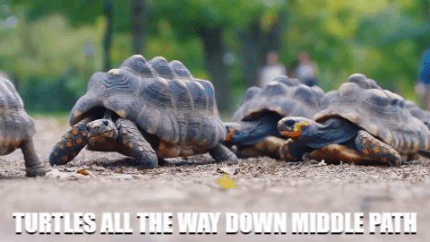 Turtles-all-the-way-down GIFs - Get the best GIF on GIPHY