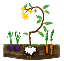 rubrodelrubro flower sun healthy vegetables GIF