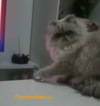 Cat You Don'T See Anything GIF