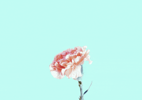 art rose GIF by anthony samaniego