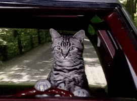 driving cat GIF by Saturday Night Live