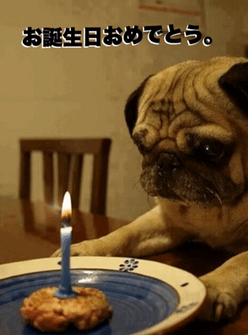 happy birthday dog GIF