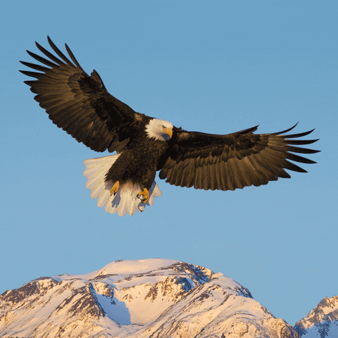 Earth Eagle GIF by Earthjustice - Find & Share on GIPHY