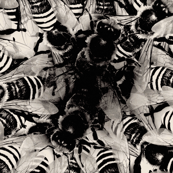 lacar animation season 7 motion american horror story GIF