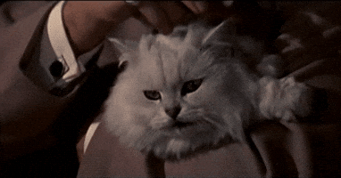 samtitle bond blofeld cat GIF