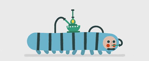 kenzo alice GIF