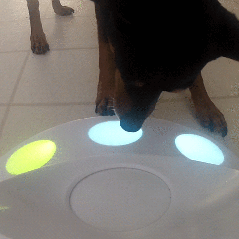 CleverPet  GIF