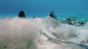 sting ray discovery GIF by Shark Week