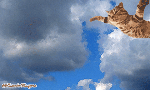 I Believe I Can Fly Cat Gifs Get The Best Gif On Giphy
