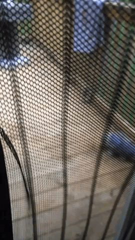 zebrashark99 hey man what's up? GIF