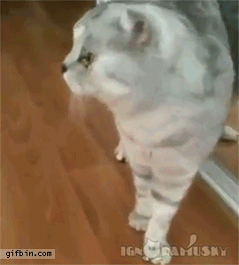 LoboTomy  GIF