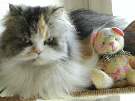 cjmaxi seriously cute cat amused grumpy cat GIF