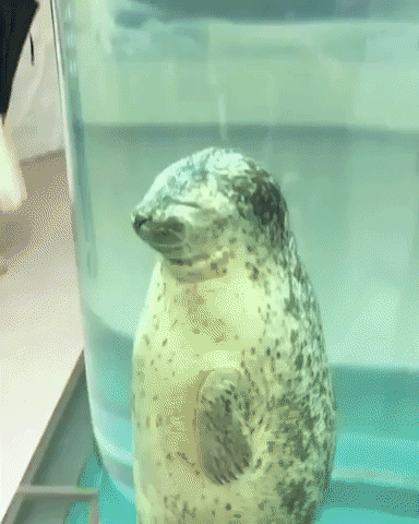 laramulady seal beammeup GIF